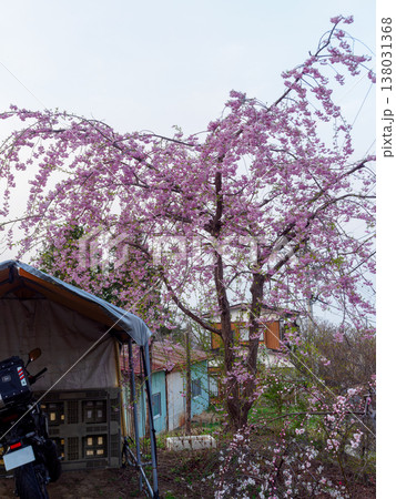 満開の枝垂れ桜 満開の枝垂れ桜 138031368