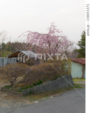 満開の我が家の桜を離れて撮影 満開の我が家の桜を離れて撮影 138031371
