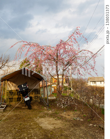 咲き始めた我が家の桜 咲き始めた我が家の桜 138031373