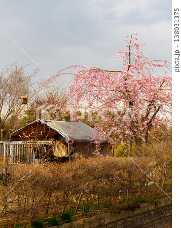 我が家の枝垂れ桜 我が家の枝垂れ桜 138031375