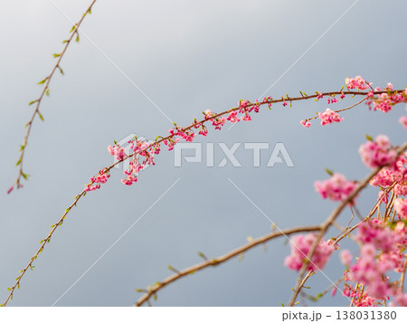 枝垂れ桜の蕾が並んだ風景 138031380