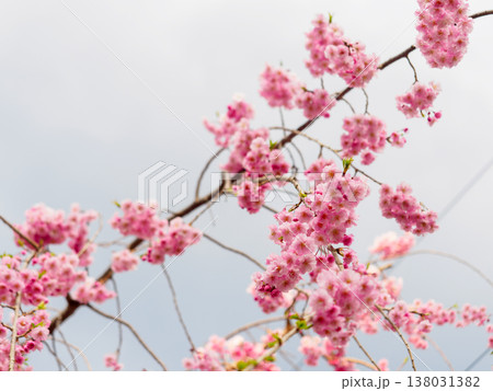 満開の枝垂れ八重桜 138031382