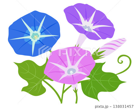 アサガオの花 138031457