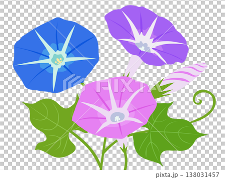 アサガオの花 138031457