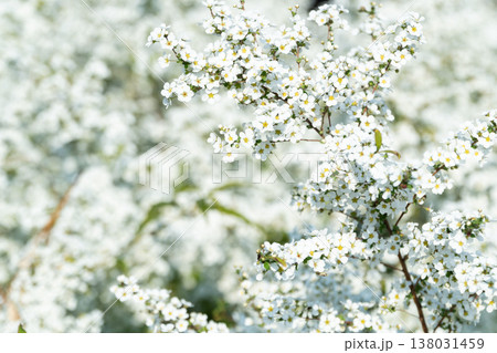 真っ白に咲いたユキヤナギ 真っ白に咲いたユキヤナギ 138031459