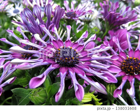 オステオスペルマム　マルガリータ 138031608