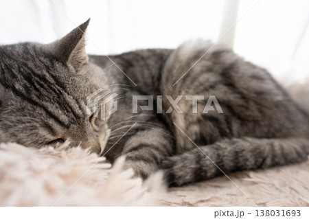 窓辺で眠る猫 サバトラ猫 窓辺で眠る猫 サバトラ猫 138031693