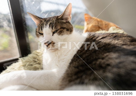 窓辺でくつろぐ可愛い猫 キジトラ猫 窓辺でくつろぐ可愛い猫 キジトラ猫 138031696