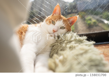 窓辺でくつろぐ猫 茶トラ白 窓辺でくつろぐ猫 茶トラ白 138031700