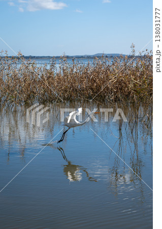 Plumed egret taking flight over Lake Colac, Victoria, Australia 138031777