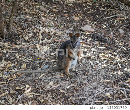 Wallaby standing on forest floor among dry leaves on Kangaroo Island Wallaby standing on forest floor among dry leaves on Kangaroo Island 138031789