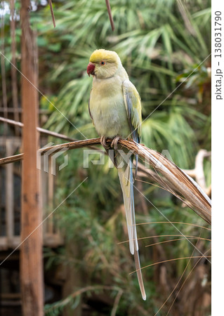 Rose-ringed parakeet perched on a branch on Kangaroo Island, Australia 138031790