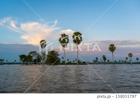 Borassus palms at sunset on Lake Tempe, Sulawesi, Indonesia Borassus palms at sunset on Lake Tempe, Sulawesi, Indonesia 138031797