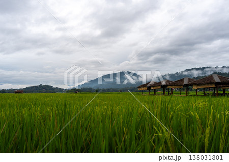 Mountains and rice fields in Toraja land, Sulawesi, Indonesia 138031801