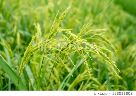 Close-up of rice plants in Toraja, Sulawesi, Indonesia 138031802