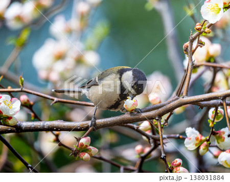 ボケの花とシジュウカラ 138031884