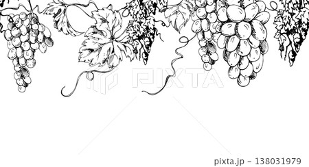 Botanical grapevine seamless banner with rhythmic leaves and hanging grape clusters, curling tendril creepers. Ink vector illustration hand drawn for menu headers, wine packaging, web border visuals. Botanical grapevine seamless banner with rhythmic leaves and hanging grape clusters, curling tendril creepers. Ink vector illustration hand drawn for menu headers, wine packaging, web border visuals. 138031979