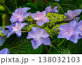 雨上がりの水滴が輝く紫色のガクアジサイと瑞々しい緑の葉4 138032103