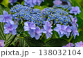 雨上がりの水滴が輝く紫色のガクアジサイと瑞々しい緑の葉5 138032104