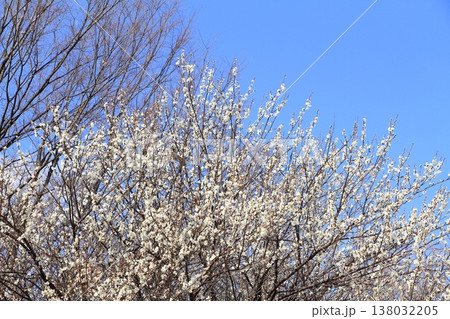 満開の梅の花 満開の梅の花 138032205
