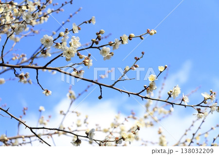 満開の梅の花 138032209