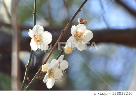 満開の梅の花 138032210