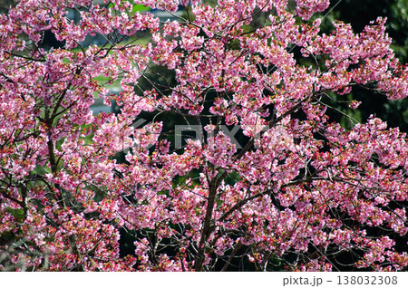 満開の桜が咲き誇る春の風景 138032308