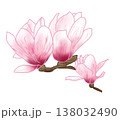 春先に大輪の美しい桜色の花を咲かせる桜木蓮 138032490
