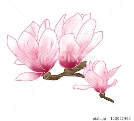 春先に大輪の美しい桜色の花を咲かせる桜木蓮 春先に大輪の美しい桜色の花を咲かせる桜木蓮 138032490