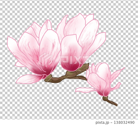 春先に大輪の美しい桜色の花を咲かせる桜木蓮 春先に大輪の美しい桜色の花を咲かせる桜木蓮 138032490