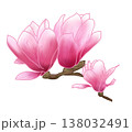 春先に大輪の美しい紫紅色の花を咲かせる紫木蓮 138032491