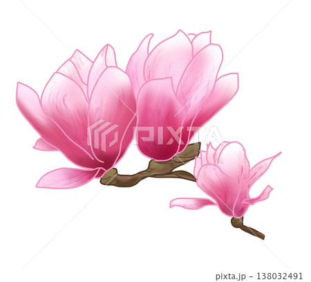 春先に大輪の美しい紫紅色の花を咲かせる紫木蓮 138032491