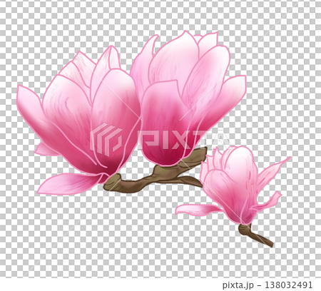 春先に大輪の美しい紫紅色の花を咲かせる紫木蓮 138032491