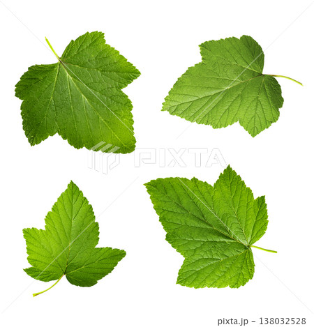 Set of four green currant leaves isolated on white background Set of four green currant leaves isolated on white background 138032528
