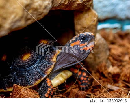 アカアシガメのアップ 138032648