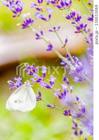 モンシロチョウ 138033069
