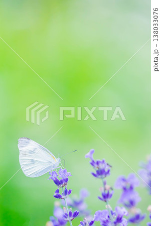 モンシロチョウ 138033076
