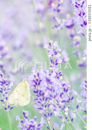 モンシロチョウ 138033081