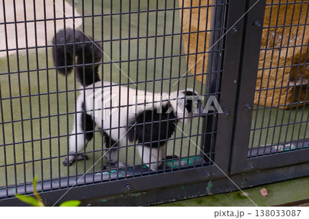 Black and white ruffed lemur looking through metal fence enclosure in Hong Kong zoo or wildlife park 138033087