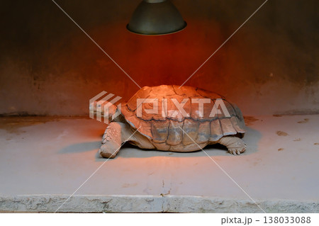 African Spurred Tortoise basking under heat lamp in indoor terrarium Hong Kong exhibit African Spurred Tortoise basking under heat lamp in indoor terrarium Hong Kong exhibit 138033088