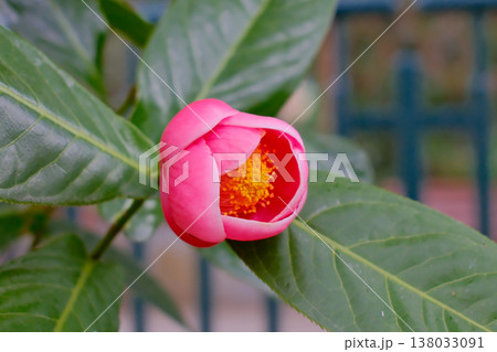Vibrant pink Camellia amplexicaulis flower on green leaf in Hong Kong garden 138033091