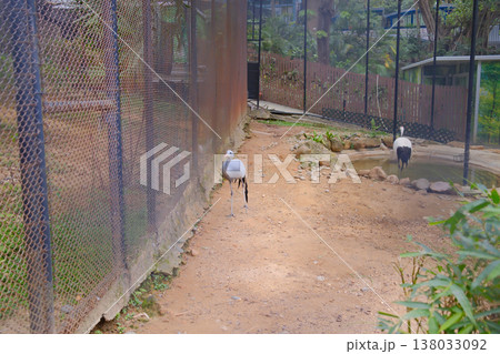 Blue Crane strutting on ground in wire enclosure Hong Kong park Blue Crane strutting on ground in wire enclosure Hong Kong park 138033092