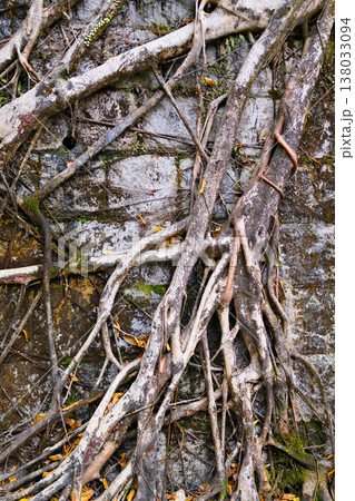 Closeup of banyan tree roots texture on the stone wall in Hong Kong garden 138033094