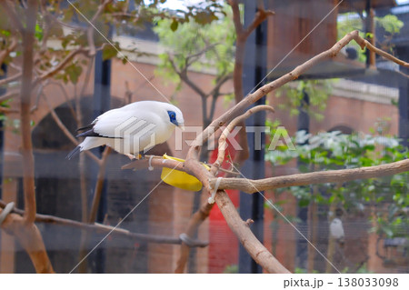 Bali Myna perched on branch in aviary Hong Kong bird garden 138033098