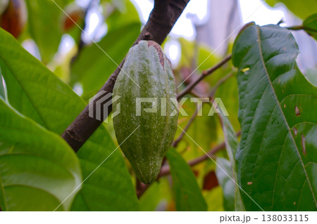 Cocoa pods growing on tree branch in tropical Hong Kong garden Cocoa pods growing on tree branch in tropical Hong Kong garden 138033115