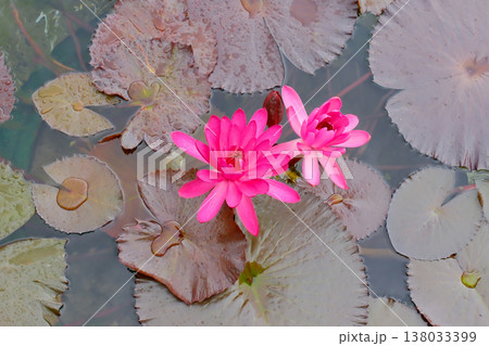 pink lotus flower with a green leaf in the pond 138033399
