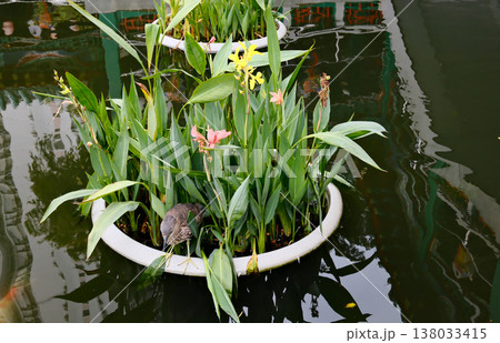 Lush garden at the Wong Tai Sin Temple, Hong Kong 138033415