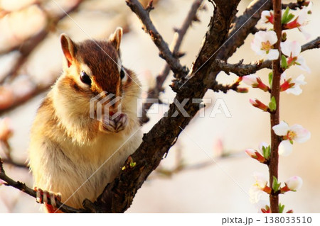 春の訪れ 桜の枝に座るシマリス 野生動物 春の風景 春の訪れ 桜の枝に座るシマリス 野生動物 春の風景 138033510