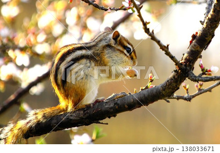 春の光に包まれて桜の枝で花を食べるシマリス 野生動物 横顔 春の光に包まれて桜の枝で花を食べるシマリス 野生動物 横顔 138033671