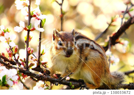 桜の枝に佇む満開の花の中から顔を出すシマリス 春の訪れ 桜の枝に佇む満開の花の中から顔を出すシマリス 春の訪れ 138033672